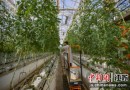 江苏南通智慧农业助力“上海蔬菜外延生产基地”建设